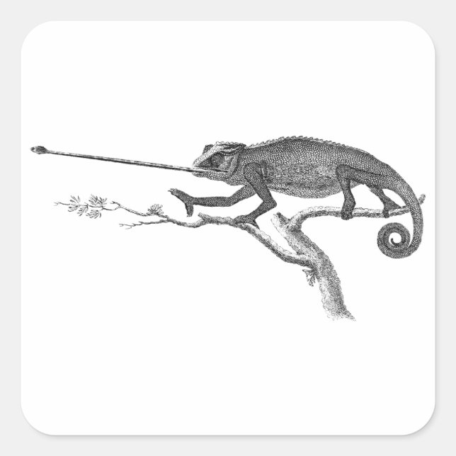 Vintage Lizard Chameleon Illustration Template Square Sticker (Front)