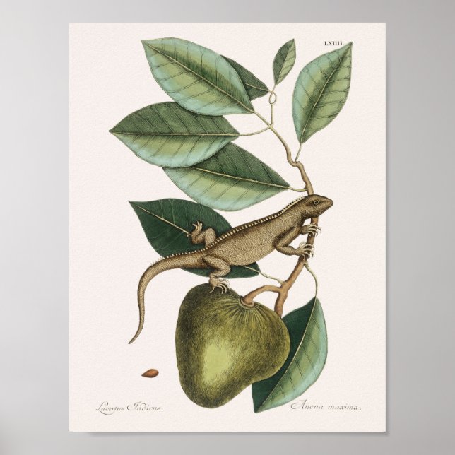 Vintage Lizard Illustration Poster (Front)