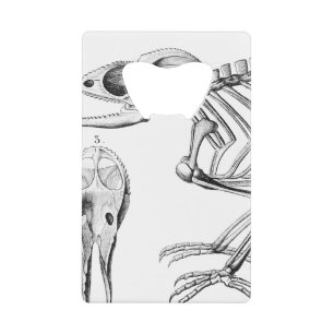 Vintage lizard skeleton