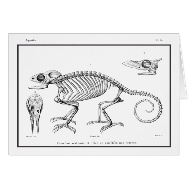 Vintage lizard skeleton (Front Horizontal)