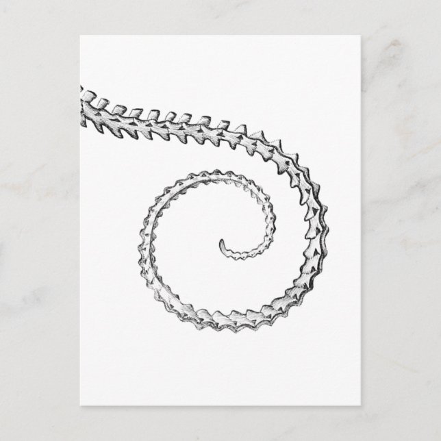 Vintage lizard skeleton postcard (Front)