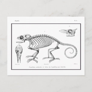 Vintage lizard skeleton postcard