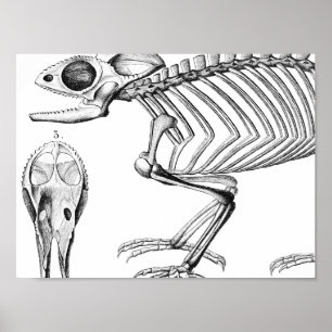 Vintage lizard skeleton poster