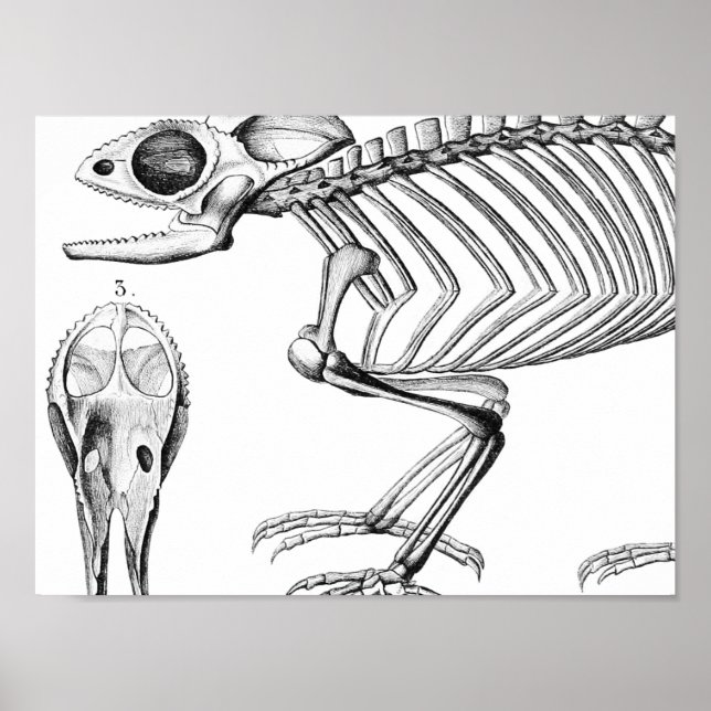 Vintage lizard skeleton poster (Front)