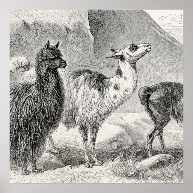 Vintage Llama Alpaca Template Llamas Alpacas Poster (Front)