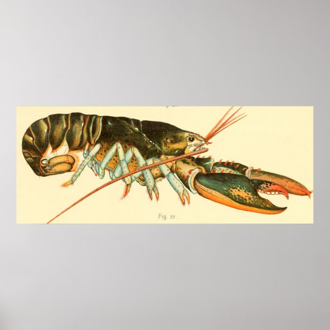 Vintage Lobster Illustration (1895) Poster (Front)