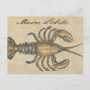 Vintage Lobster Illustration: Coastal Damask  Postcard
