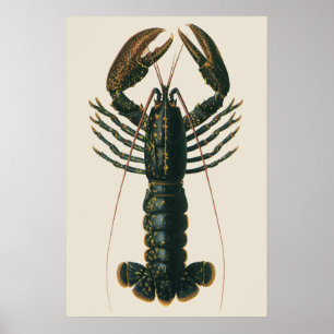 Vintage Lobster, Marine Ocean Life Crustacean Poster
