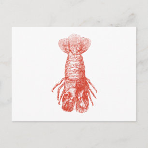 Vintage Lobster Scyllarus Arctus Postcard