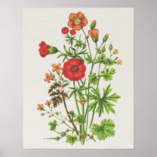 Vintage Look Botanical Cranesbill Floral Poster