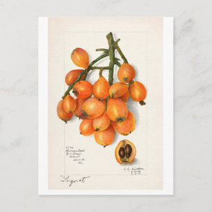 VINTAGE "LOQUATS" AMANDA ALMIRA NEWTON POSTCARD