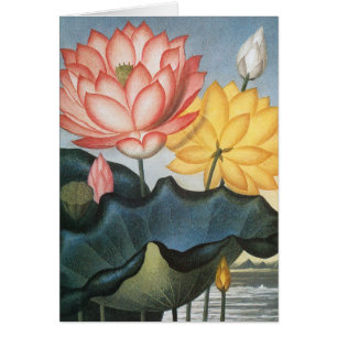 Vintage Lotus Flowers, The Sacred Egyptian Bean