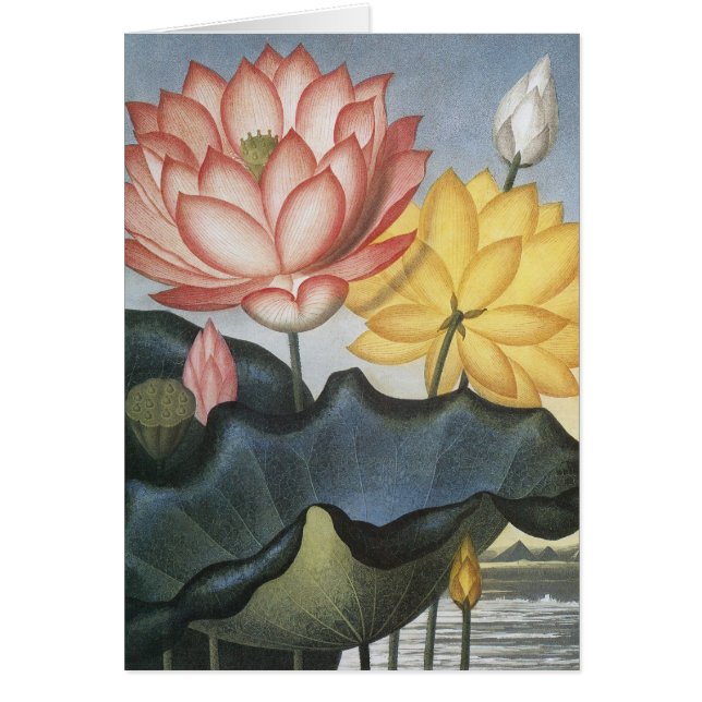 Vintage Lotus Flowers, The Sacred Egyptian Bean (Front)