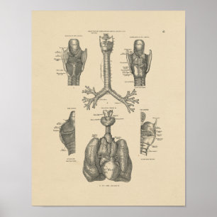 Vintage Lung Heart Anatomy 1880 Print