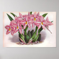 Vintage Luscious Pink Orchids Crispum Fastuosum