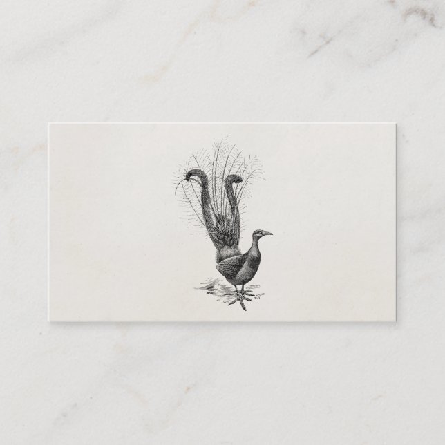 Vintage Lyre Bird Lyrebird Illustration Template Business Card (Front)