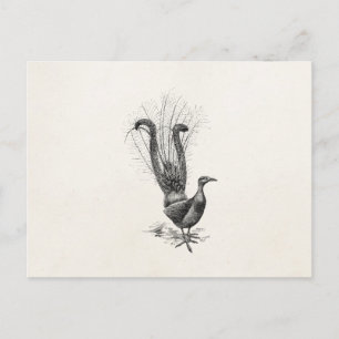 Vintage Lyre Bird Lyrebird Illustration Template Postcard