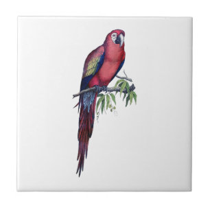 Vintage Macaw Bird Ceramic Tile