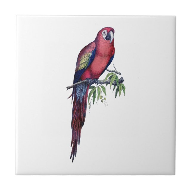 Vintage Macaw Bird Ceramic Tile (Front)