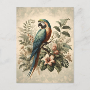 Vintage Macaw Botanical Painting Postcard