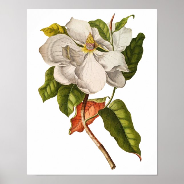 Vintage Magnolia Art Print #5 Botanical Wall Art (Front)