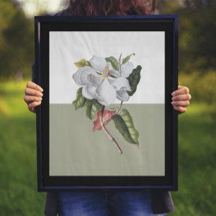 Vintage Magnolia Blossom Colorblock Poster