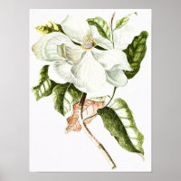 Vintage Magnolia Botanical Illustration