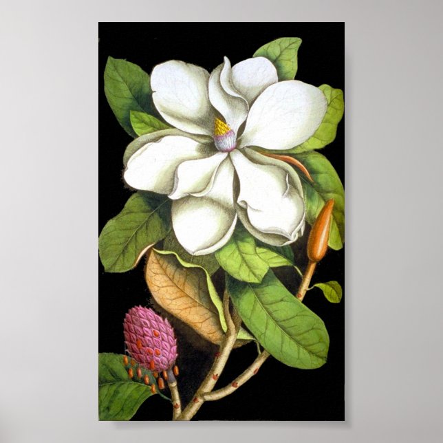 Vintage Magnolia Botanical Poster (Front)