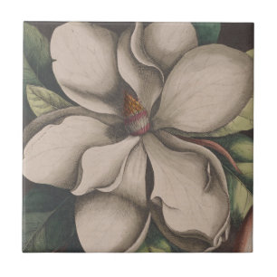 Vintage Magnolia Flower Illustration Ceramic Tile