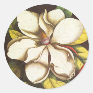 Vintage Magnolia Flowers Plant With Seeds Classic Round Sticker