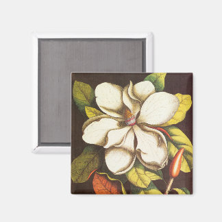 Vintage Magnolia Flowers Plant With Seeds Magnet