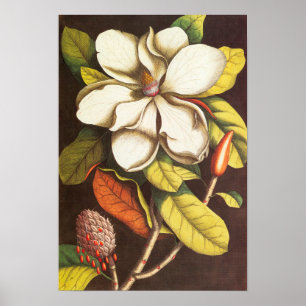 Vintage Magnolia Flowers Plant With Seeds Poster