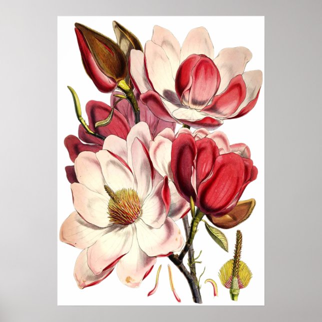 Vintage Magnolia Painting by British Botanist Poster (Front)