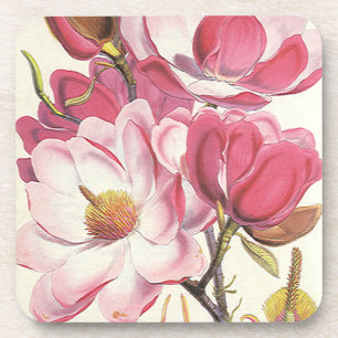 Vintage Magnolia Tree Blossom, Pink Garden Flowers Coaster