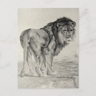 Vintage Majestic Lion Postcard