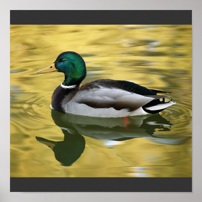 Vintage Mallard Duck Art Print Poster (Front)