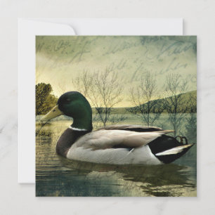 Vintage Mallard Duck Weathered Postcard