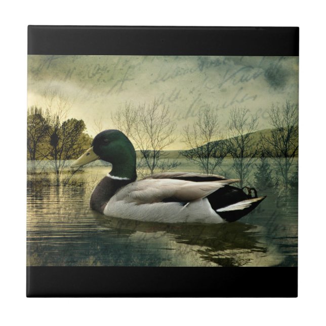 Vintage Mallard Duck Weathered Postcard Ceramic Tile (Front)