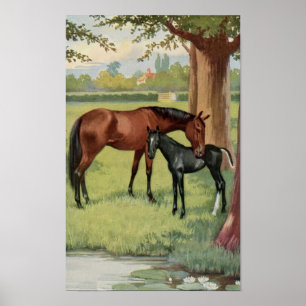Vintage Mare Colt Filly Horse Equestrian Image Poster