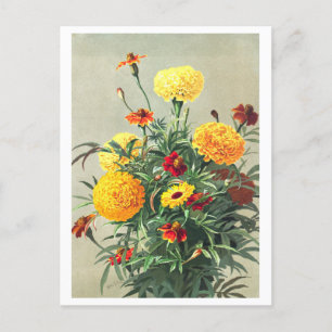 Vintage Marigold Postcard