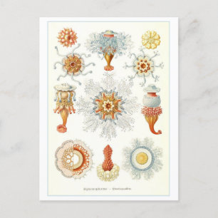 Vintage Marine Invertebrates Illustration Postcard