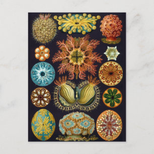 Vintage Marine Life Illustration  Postcard