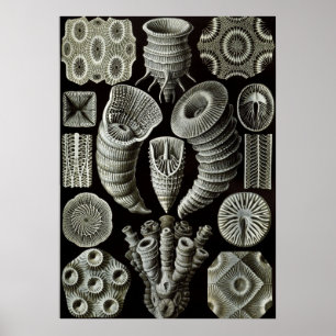 Vintage Marine Life Illustration Poster
