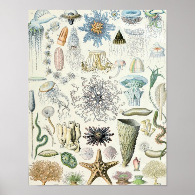 Vintage Marine Life Illustration Poster (Front)