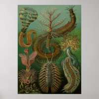 Vintage Marine Life Illustration