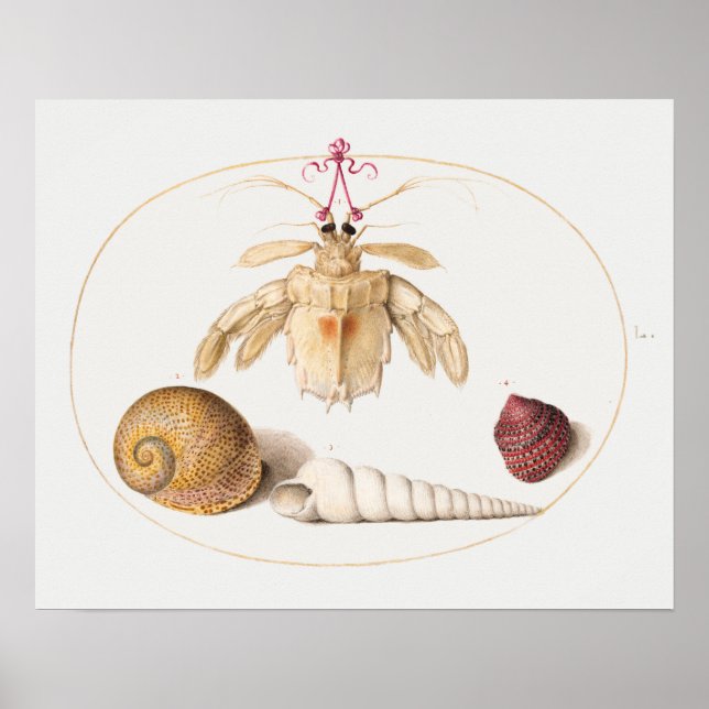 Vintage Marine Life Illustration Poster (Front)