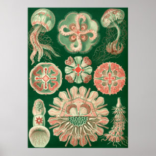 Vintage Marine Life Illustration Poster