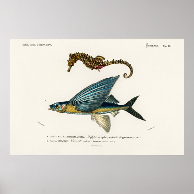 Vintage Marine Life Illustration Poster (Front)