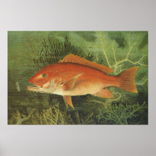 Vintage Marine Life, Red Snapper Fish in the Ocean Poster