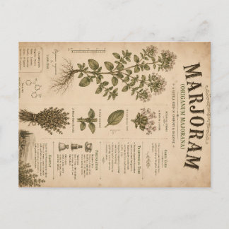 Vintage Marjoram Botanical Illustration Herbal Apo Holiday Postcard